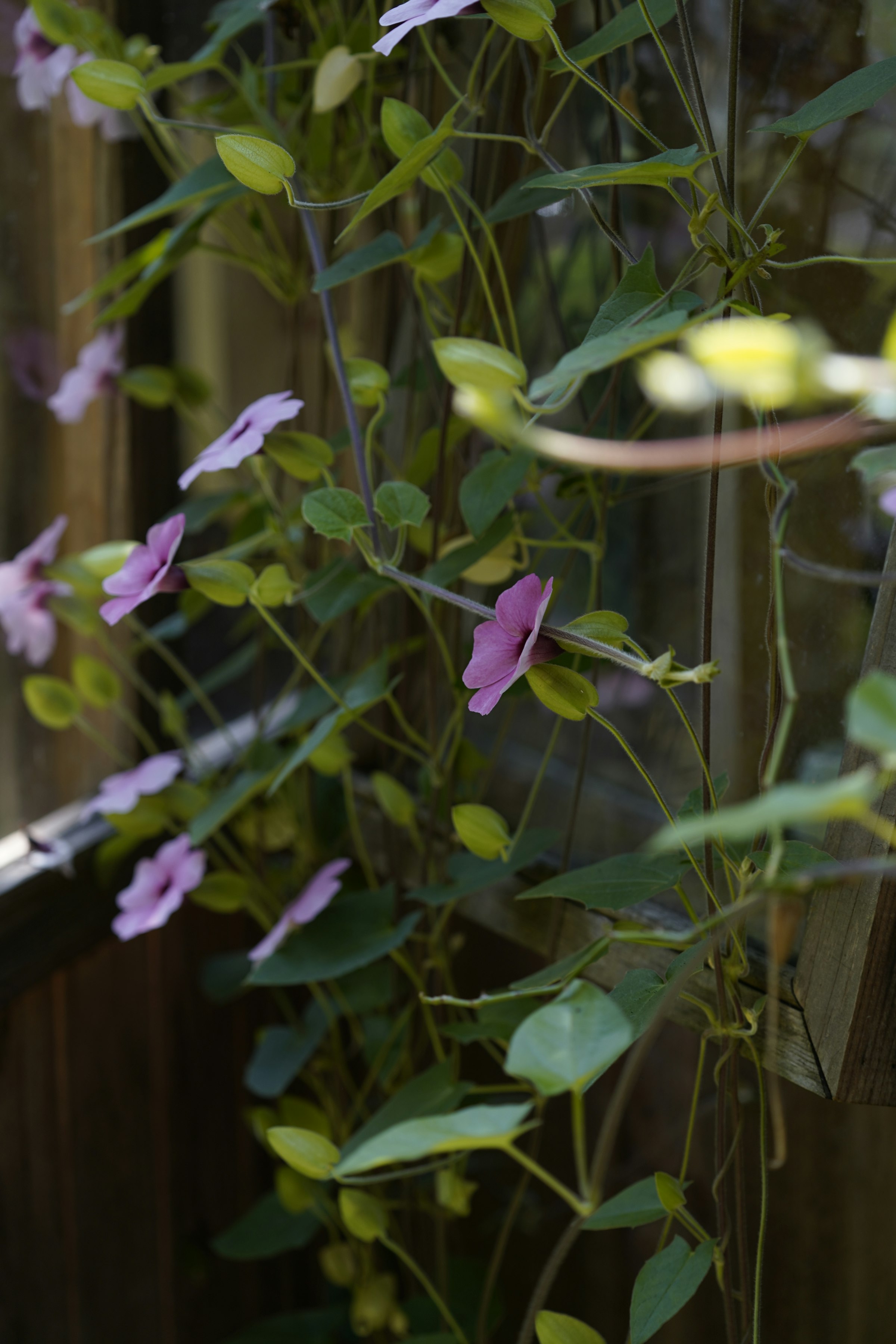 Flowers and garden growth at Fierro Winery