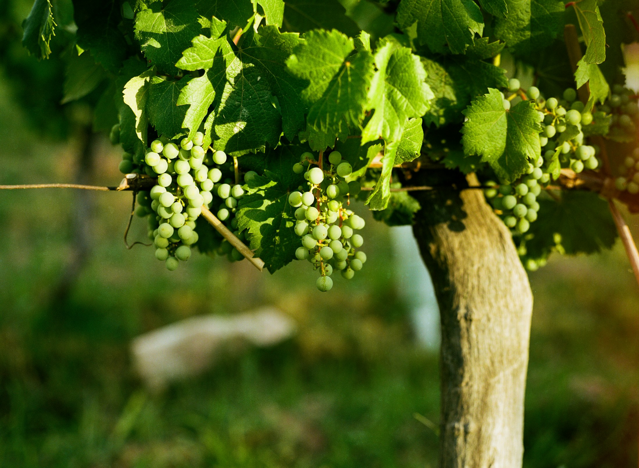 Green grapes growing on a sunlit vine